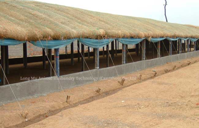 Construction Of different Types Of Chicken Houses Long Mu Animal 