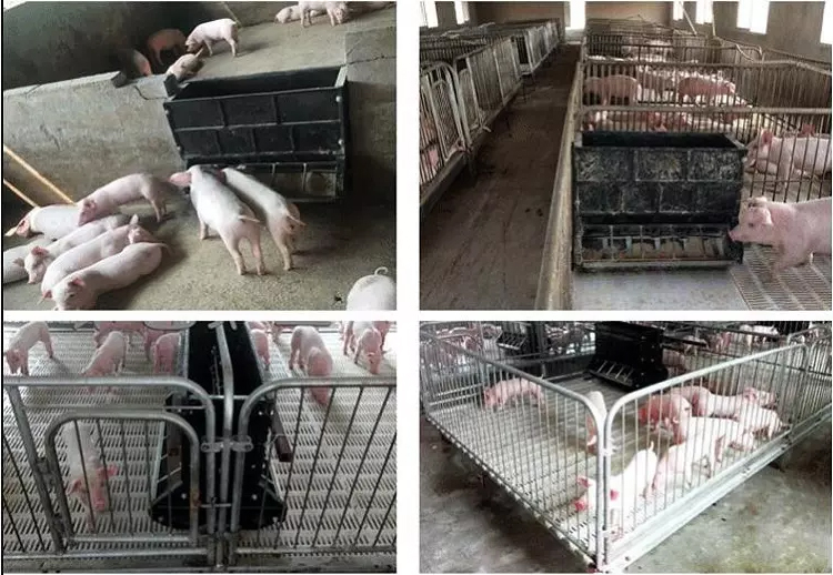 Automatic Pig Feeding Trough Plastic Double-Side Hog Feeders Livestock Farming Equipment 10 Feeding Holes For Pigs