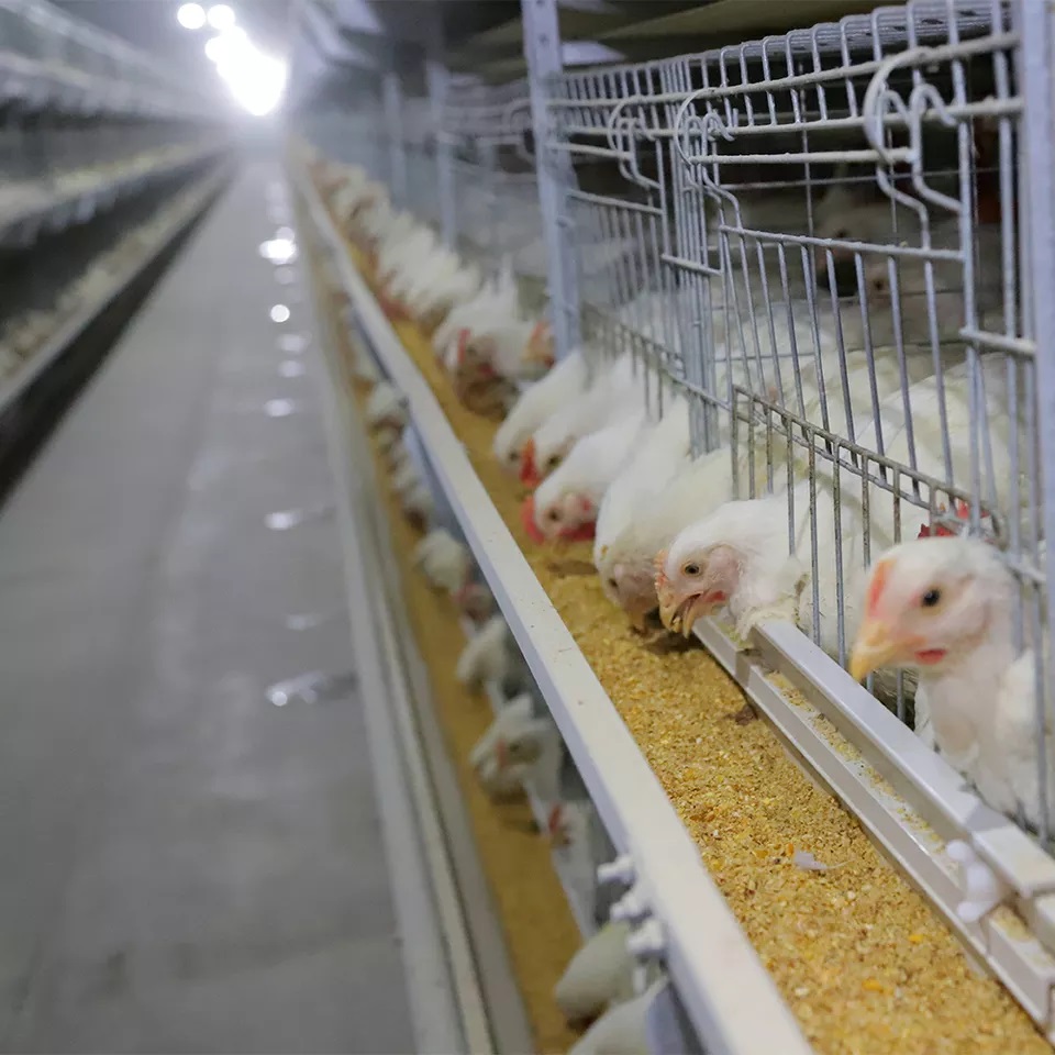 H-type Chicken Layer Cage for Automatic Breeding of Poultry Equipment Chicken Cage
